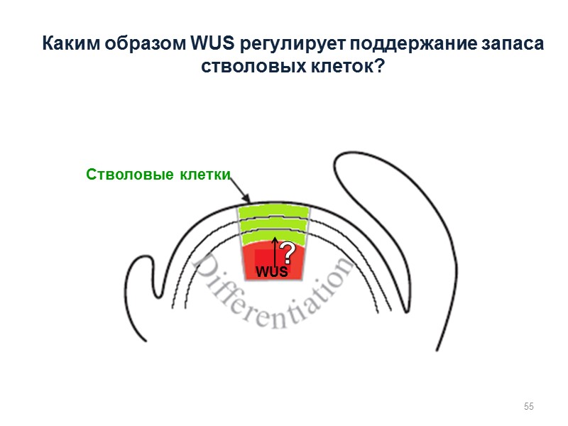 Стволовые клетки WUS ? 55 Каким образом WUS регулирует поддержание запаса стволовых клеток?